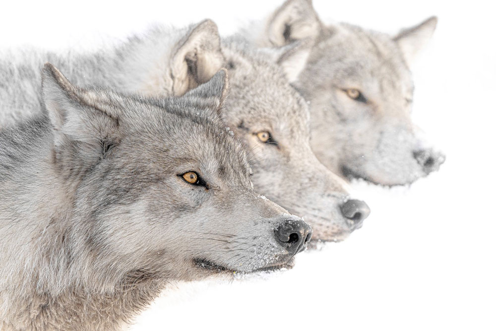 Three wolves at Nanuk. Jad Davenport photo.