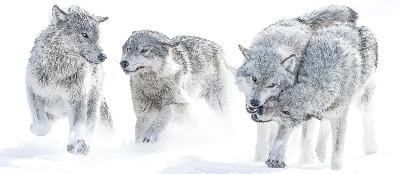 Wolf Stories from Nanuk