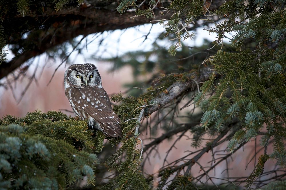 Boreal owl taken by Andy Skillen