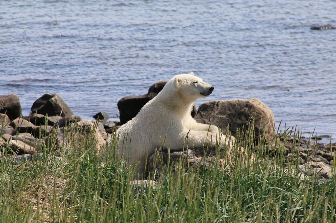 Polar Bears Everywhere on First Trip to Seal River