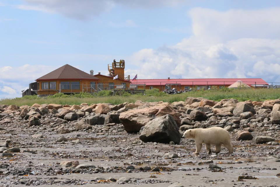 Polar bear in front of Seal River Heritage Lodge at low tide. Maggie Cole photo.