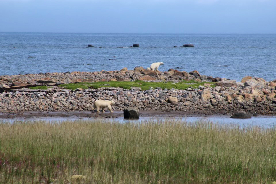 Male polar bear approaches mom and cub at Seal River Heritage Lodge. Maggie Cole photo.