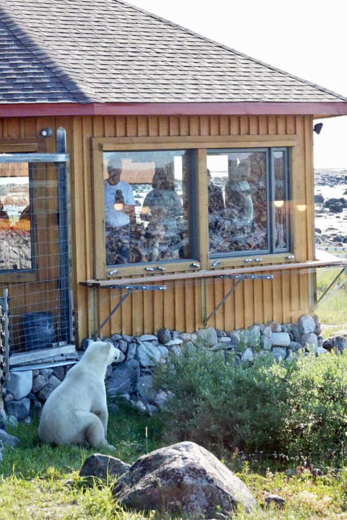 Guests observing polar bear from inside Seal River Heritage Lodge. Maggie Cole photo.