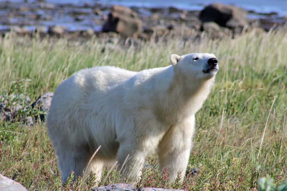 Polar Bear Rush Hour. Seal River Heritage Lodge.