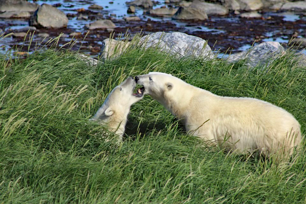 Polar bears playing in the long grass at Seal River Heritage Lodge. Maggie Cole photo.