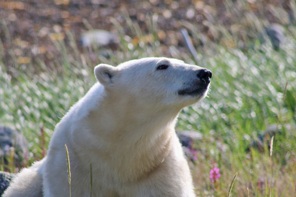 Beautiful polar bear. Seal River Heritage Lodge. Maggie Cole photo.