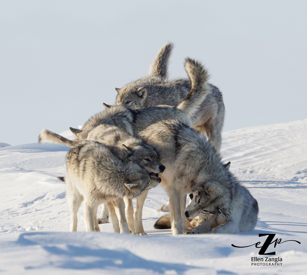 Wolf pack get together. Nanuk Polar Bear Lodge. Ellen Zangla photo.