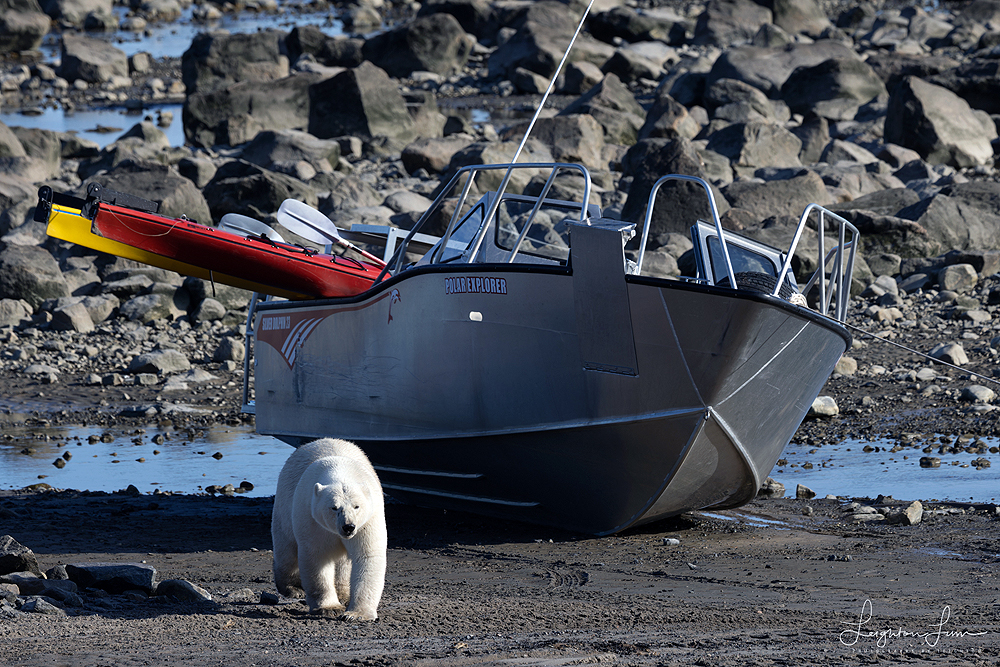 Polar bears boat inspection complete. Seal River Heritage Lodge. Leighton Lum photo.