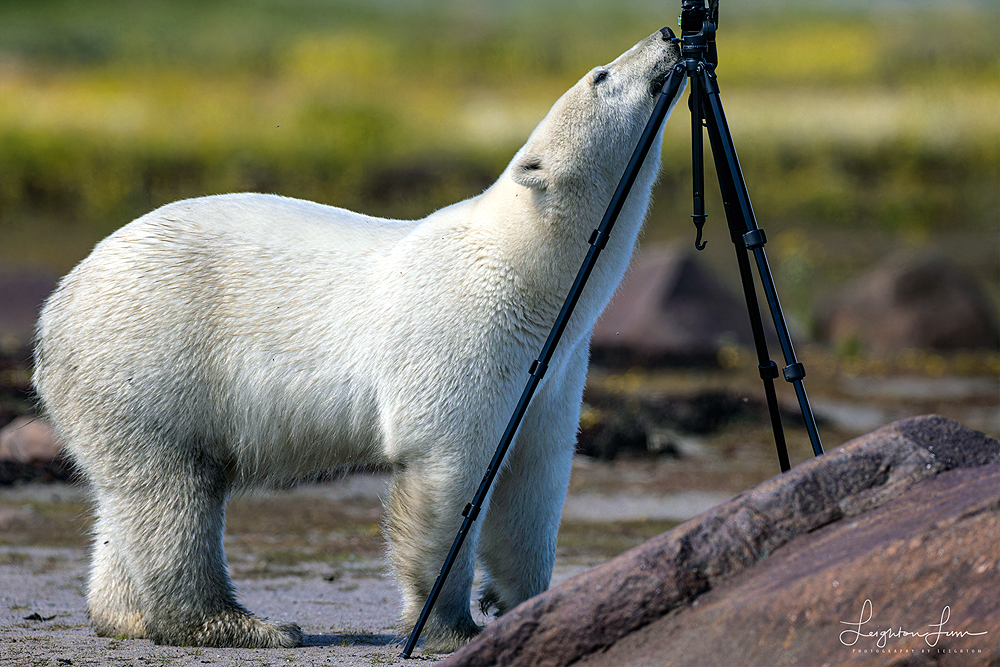 Polar bear adjusting spotting scope. Seal River Heritage Lodge. Leighton Lum photo.