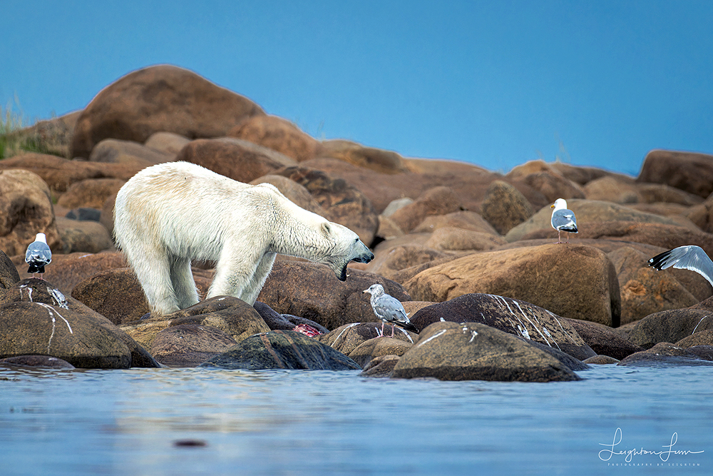 Polar bear and seagulls at Hubbard Point. Leighton Lum photo.