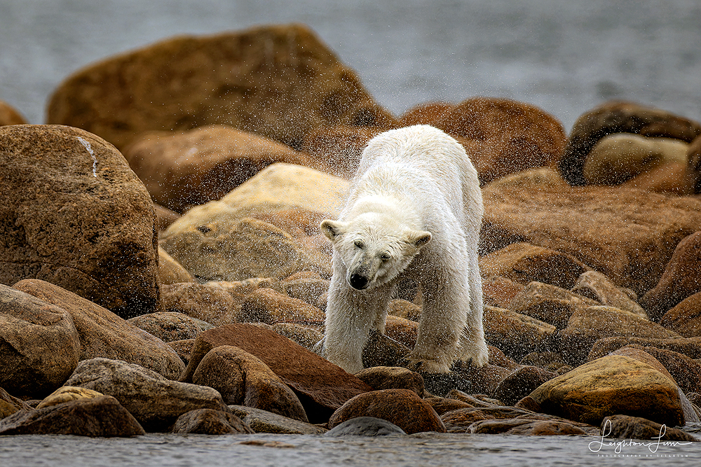 Polar bear shake. Seal River Heritage Lodge. Leighton Lum photo.
