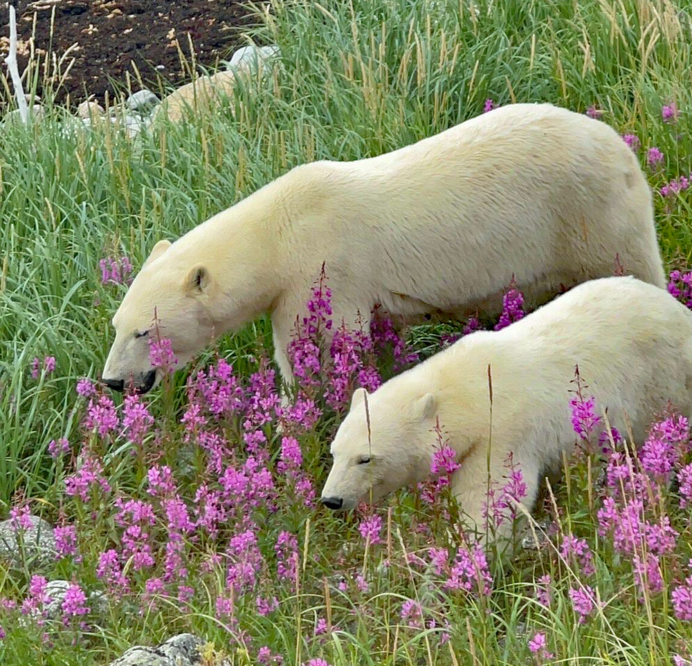 Polar bear mom and cub in fireweed at Seal River Heritage Lodge. John Lewin photo.