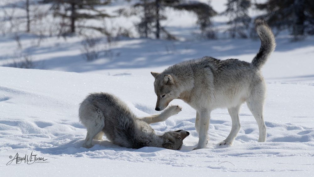 Wolves playing at Nanuk Polar Bear Lodge. Abby Jensen photo.