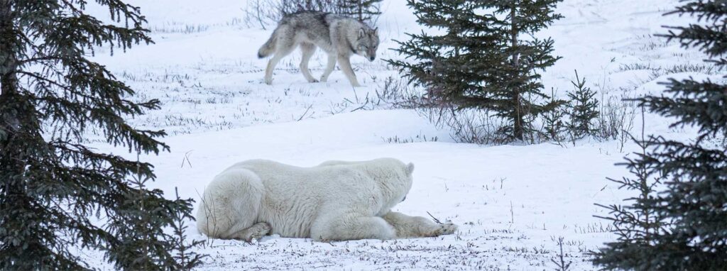 Wolf meets polar bear at Nanuk Polar Bear Lodge. Christoph Jansen photo.