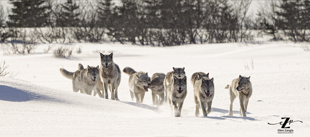 Wolf pack at Nanuk Polar Bear Lodge. Ellen Zangla photo.