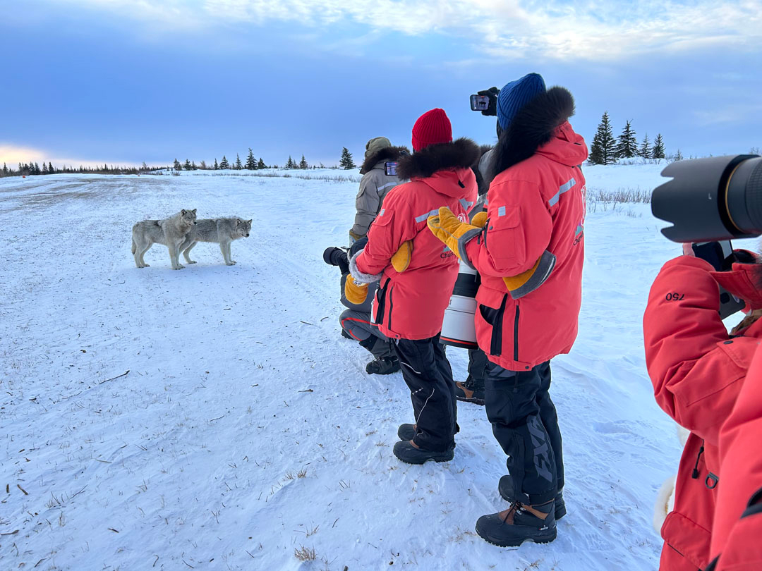 Wolves and guests observing each other at Nanuk Polar Bear Lodge. Steve Pressman photo.