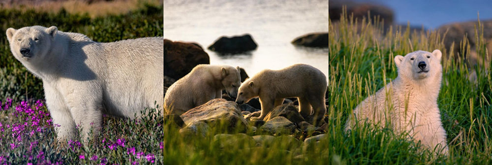 Summer Polar Bear Photo Safari. Seal River Heritage Lodge. Leighton Lum photos.