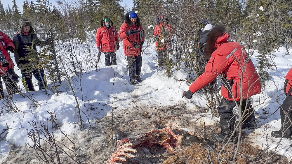 Examining a moose kill
