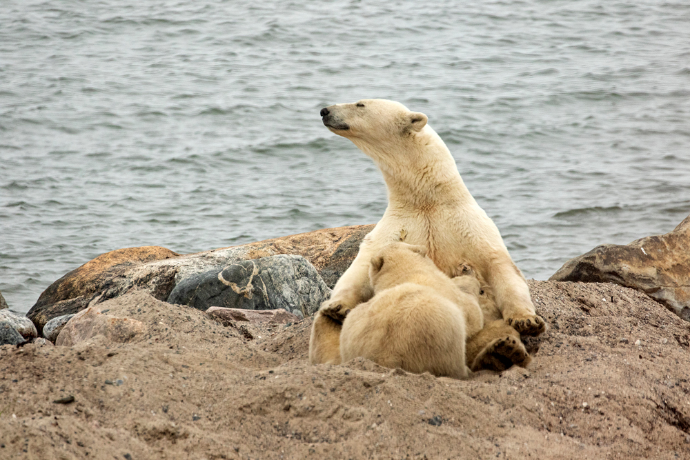 Polar bear cub nursing at Seal River Heritage Lodge. Churchill Wild summer polar bear tours. Dan Wedel photo.