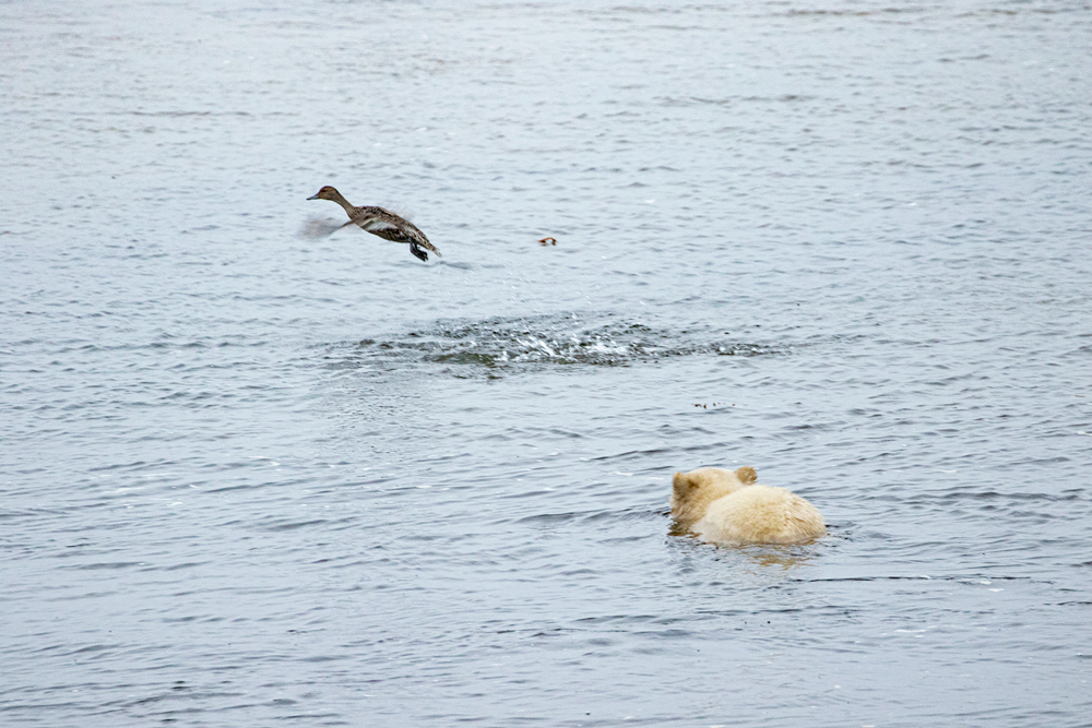 Polar bear cub swimming towards duck at Seal River Heritage Lodge. Churchill Wild sumer polar bear tours. Dan Wedel photo.