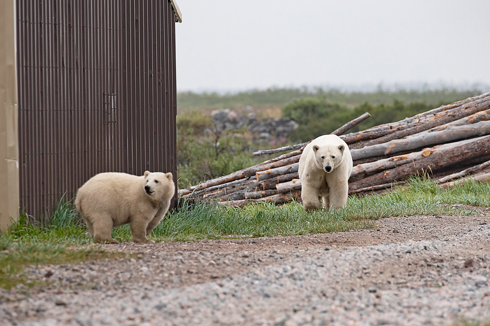 Here comes the protector. Polar bear Mom making sure mischief is not being made. On either side. Seal River Heritage Lodge. Churchill Wild summer polar bear tours. Dan Wedel photo.