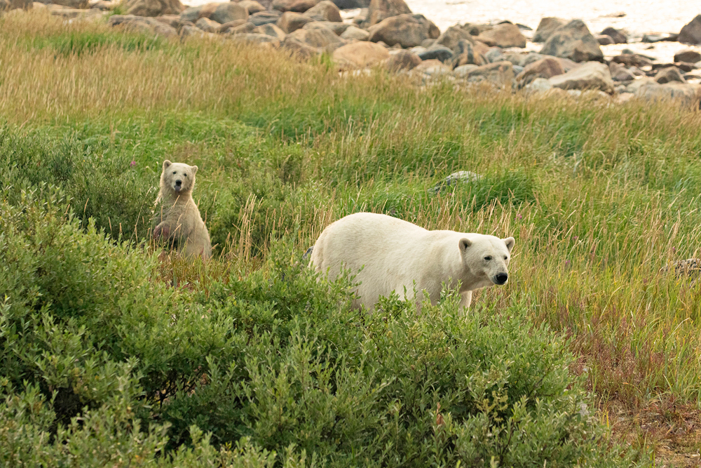 Summer polar bears in the long grass at Seal River Heritage Lodge. Dan Wedel photo.