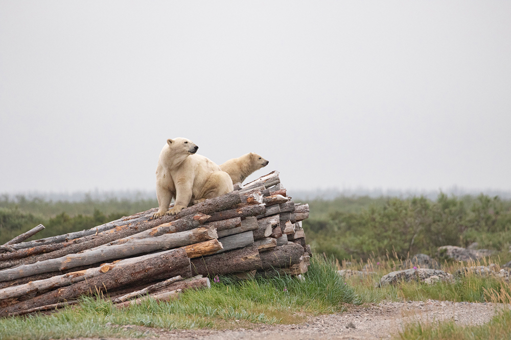 Summer polar bears. Mom and cub on the wood pile at Seal River Heritage Lodge. Dan Wedel photo