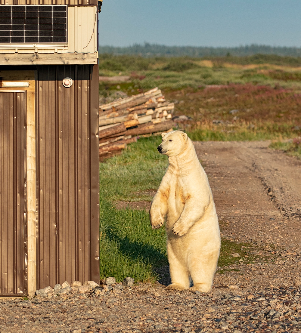 Standing polar bear observing guests at Seal River Heritage Lodge. Churchill Wild Summer Polar Bear Tours. Dan Wedel photo.