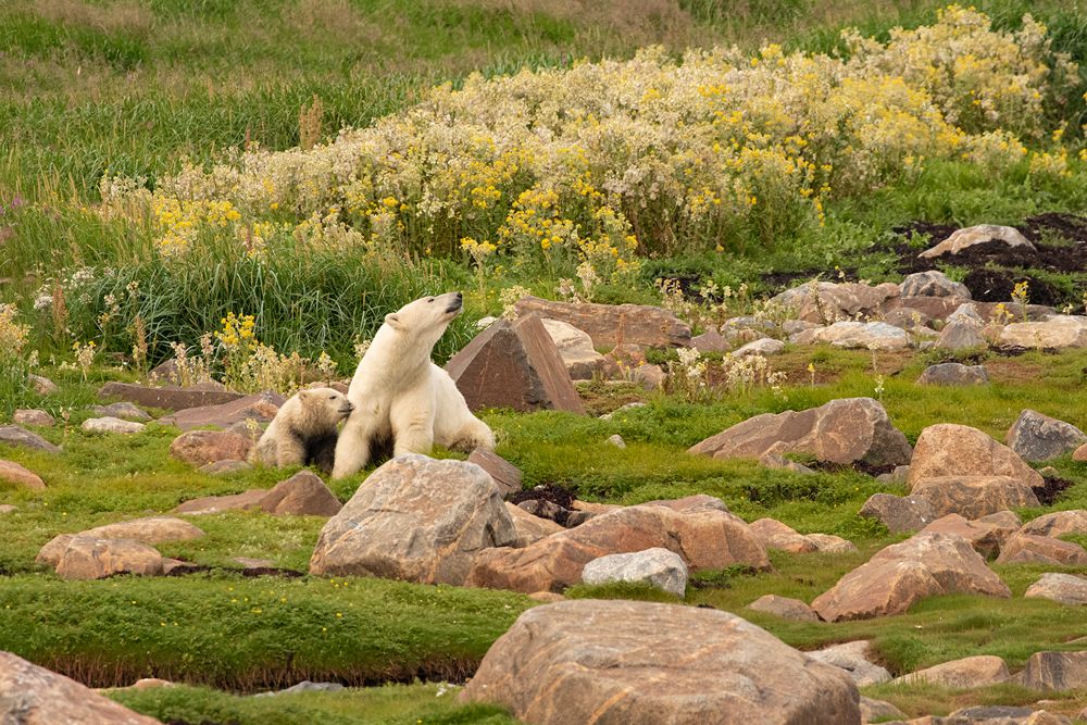 Summer polar bears at Seal River Heritage Lodge. Churchill Wild Polar Bear Tours. Dan Wedel photo.