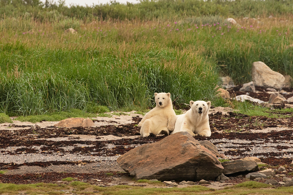 Polar bear mom and cub on the beach observing humans at Seal River Heritage Lodge. Churchill Wild summer polar bear tours. Dan Wedel photo.