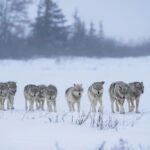 2nd Place - Other Wildlife - Fabienne Jansen - Cloud Wolves of the Kaska Coast - Nanuk Polar Bear Lodge