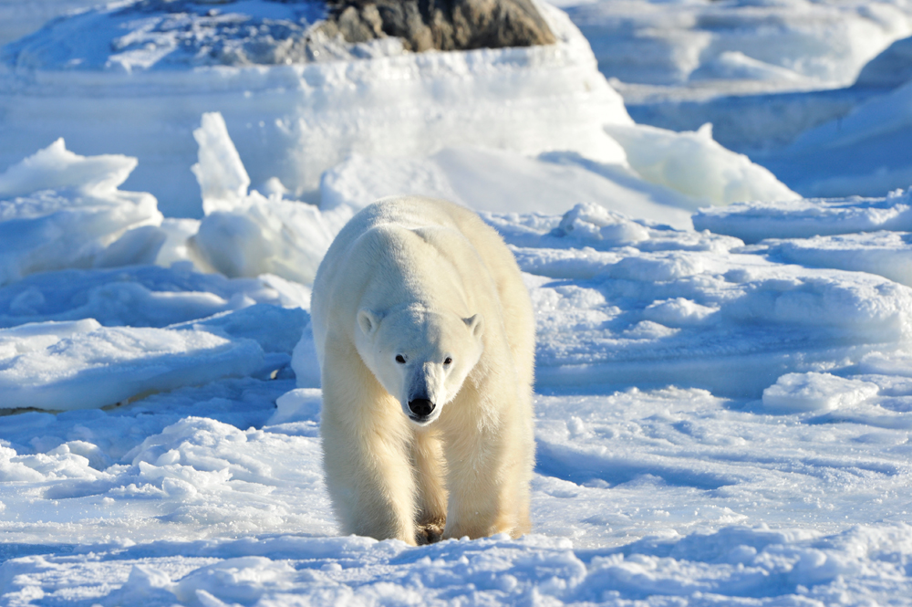 Big polar bear on the move. Seal River Heritage Lodge. Ian Johnson photo.