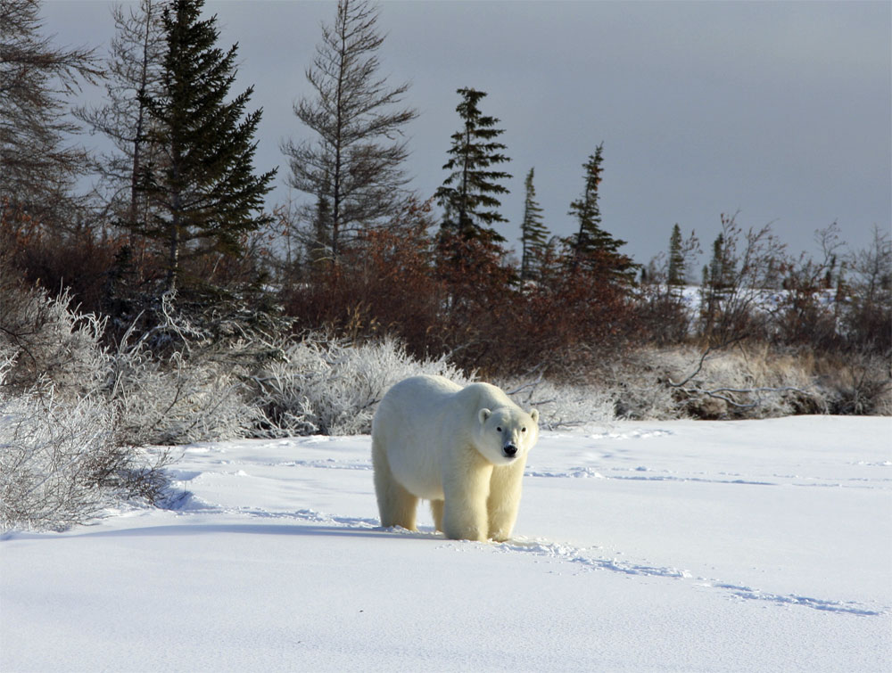 Big polar bear. Dymond Lake Ecolodge.