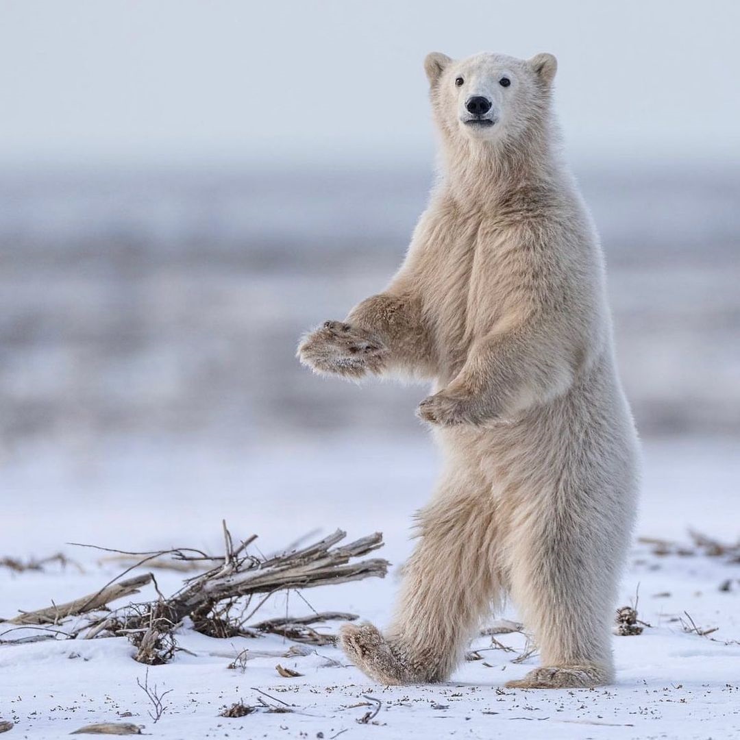 Polar bear cub walking on hind legs. Nanuk Polar Bear Lodge. Christoph Jansen / ArcticWild.net photo.