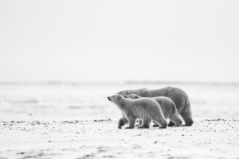 Polar bear family out for a walk at Nanuk Polar Bear Lodge. Fabienne Jansen / ArcticWild.net photo.