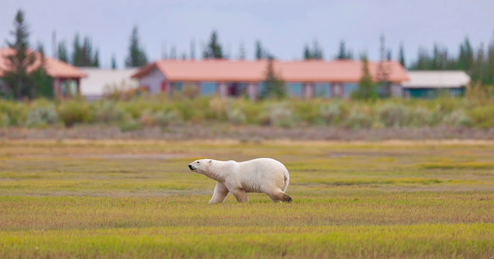 Polar bear taking a walk in front of Nanuk Polar Bear Lodge. (Tomas Koeck photo)