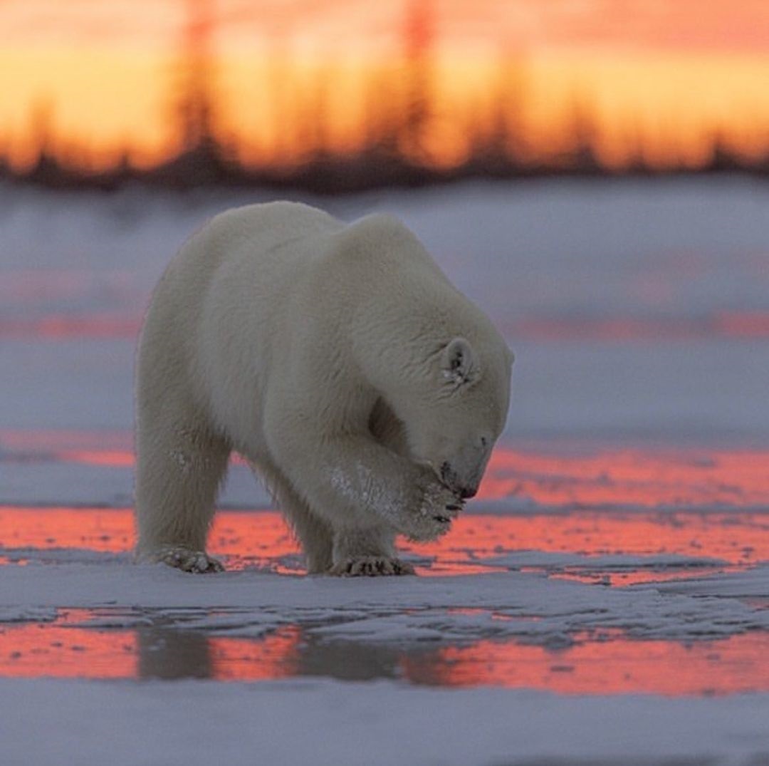 Polar bear at sunset. Nanuk Polar Bear Lodge. Churchill Wild Polar Bear Tours and Wildlife Walking Safaris.