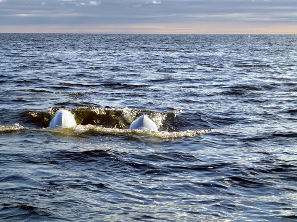Beluga whale couple in Hudson Bay near Seal River Heritage Lodge.