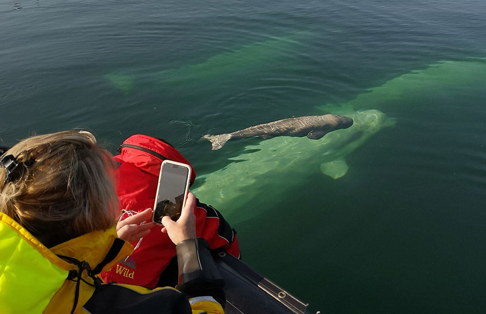 Guest taking a video and photographing a beluga whale calf and her mom on Birds, Bears & Belugas at Seal River Heritage Lodge. Boomer Jerritt photo.