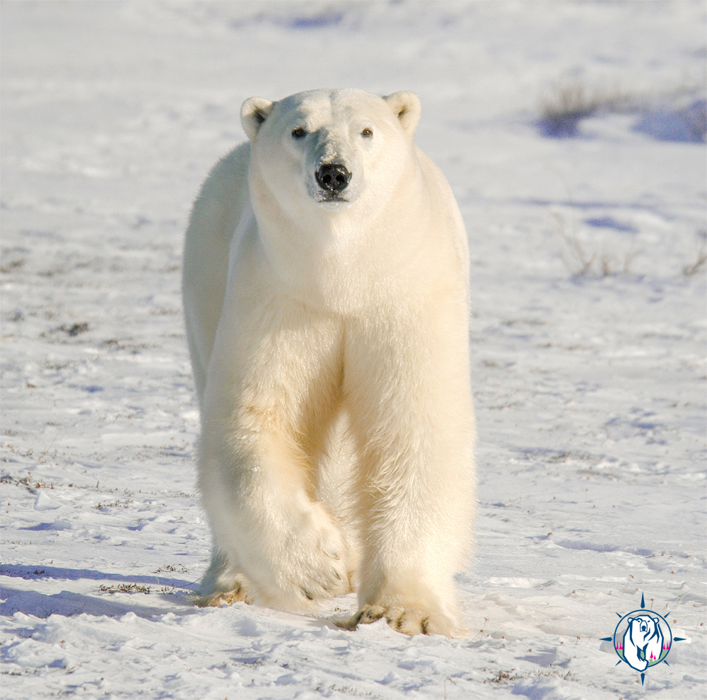 Meet Crease! The polar bear that appears in the Churchill Wild logo. Dennis Fast photo.