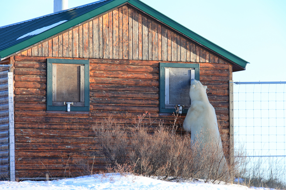 Polar bear at cabin window. Early days at Dymond Lake Ecolodge. Dafna Bennun photo.