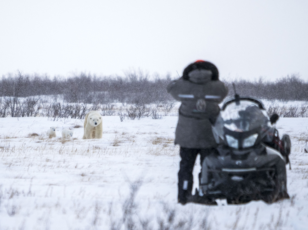 Mother and cubs. Nanuk Emergence Quest. Nanuk Polar Bear Lodge. Albert Saunders photo.