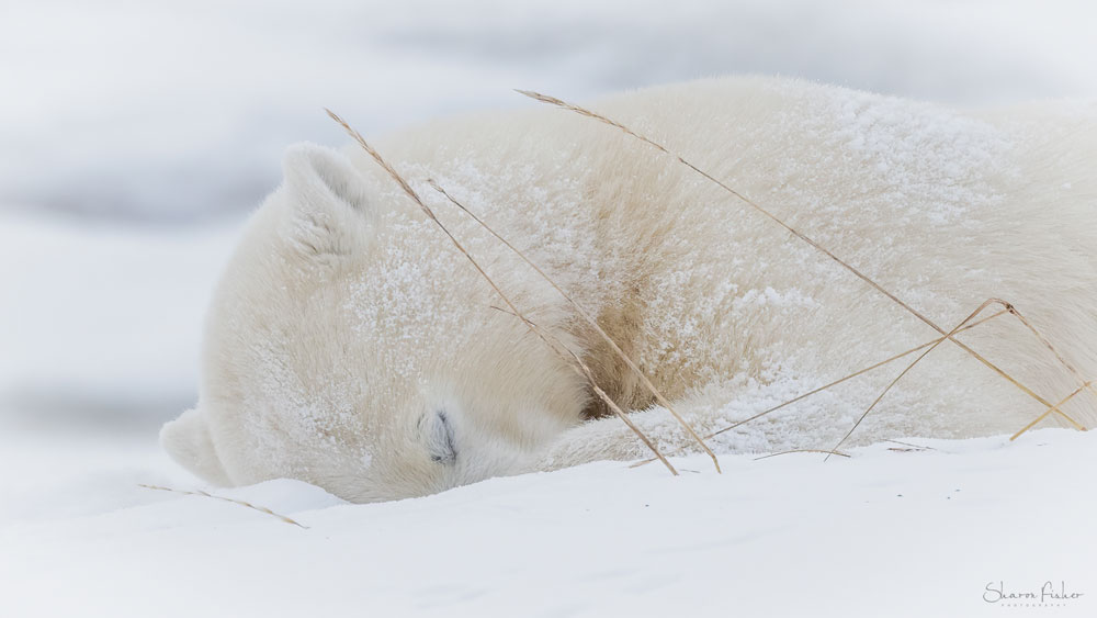 A nap in the snow. Polar Bear Photo Safari. Seal River Heritage Lodge. Sharon Fisher photo.
