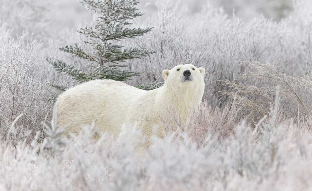 Polar bear in frosty willows. Polar Bear Photo Safari. Seal River Heritage Lodge. Charles Glatzer photo.