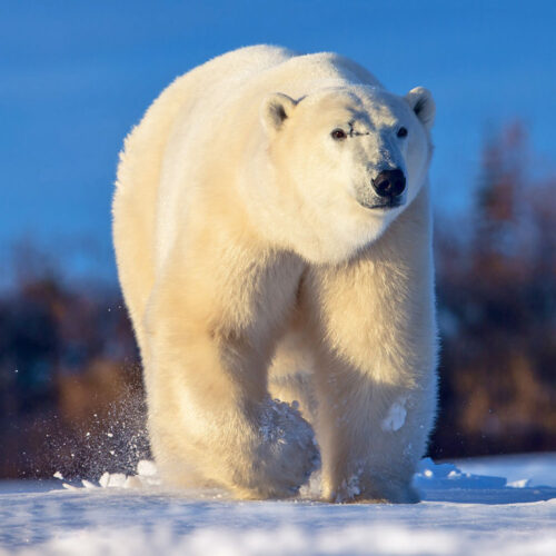 Scarbrow the polar bear. Dymond Lake Ecolodge. Jianguo Xie photo.