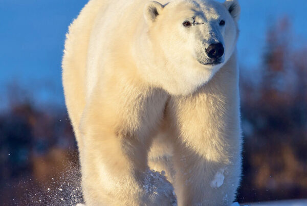 Scarbrow the polar bear. Dymond Lake Ecolodge. Jianguo Xie photo.