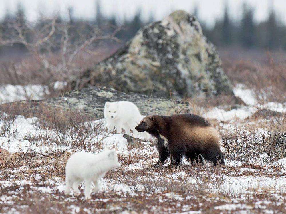 Wolverine defending his lunch from Arctic foxes at Nanuk Polar Bear Lodge. Andrew Pugh photo.
