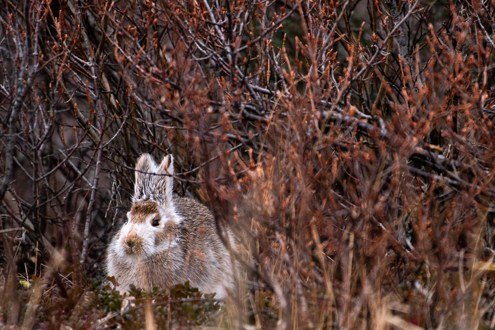 Arctic hare in the willows. Fall Dual Lodge Safari. Marielena Smith photo.