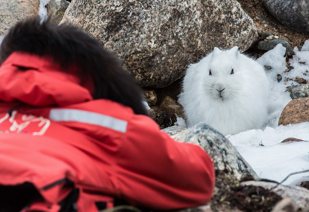 Conversation with an Arctic hare. Polar Bear Photo Safari. Seal River Heritage Lodge. Vikram Sahai photo.