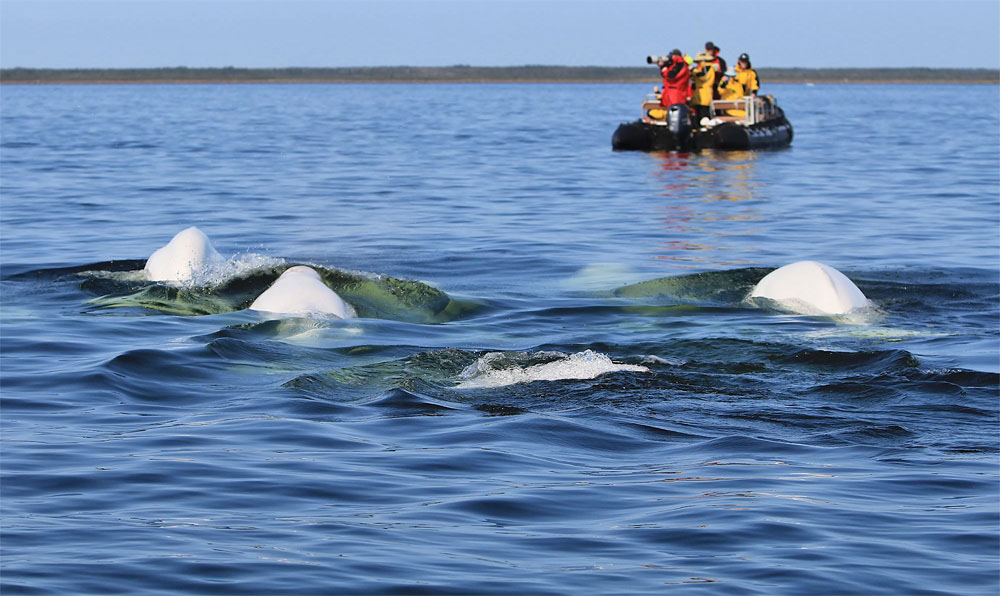 Guests observing beluga whales at Seal River Heritage Lodge on Birds, Bears & Belugas.